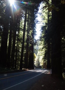 road through the trees