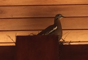 Another neighbor: mama parajo is nesting on a post holding up the cabana by the pool