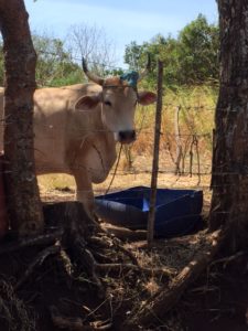 A brahma bull stops to say 'hello' while we get our bearings with a real map