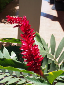 pretty red flowers