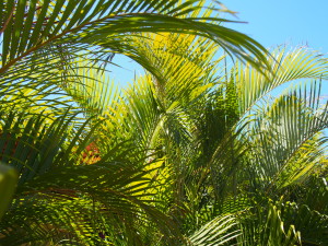 Palm fronds in the morning sun