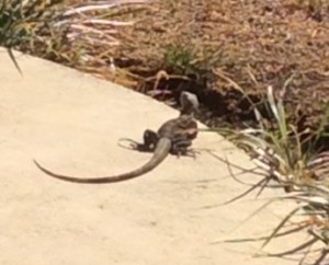 One of the neighbors: this little critter lives under the pool deck and comes up for sun daily